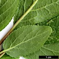 SpeciesSub: subsp. insititia 'Delma'